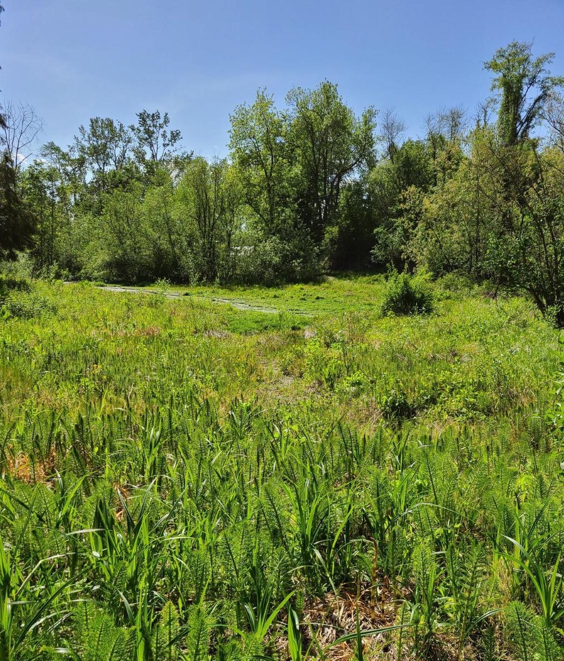 Wetland and Waters Delineation; Data Collection; and Mapping Green